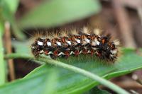 Acronicta rumicis