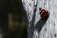 Vanessa atalanta