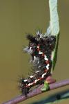 Acronicta rumicis