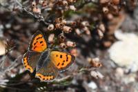 Lycaena phlaeas