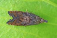 Dichrorampha plumbana