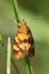 Aethes tesserana