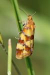 Aethes tesserana