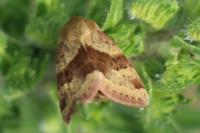 Heliothis viriplaca