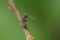 Incurvaria masculella