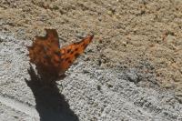 Polygonia c-album