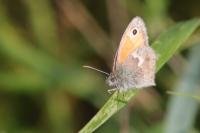 Coenonympha pamphilus
