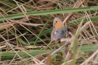 Coenonympha pamphilus
