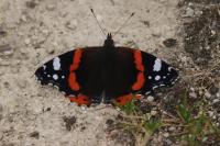 Vanessa atalanta