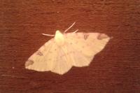 Opisthograptis luteolata