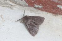 Diaphora mendica