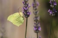 Gonepteryx rhamni