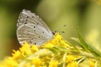 Celastrina argiolus