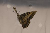 Papilio machaon