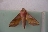 Deilephila porcellus