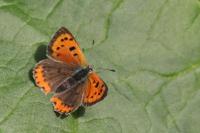 Lycaena phlaeas