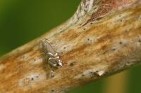 Glyphipterix