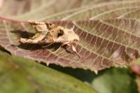 Phlogophora meticulosa