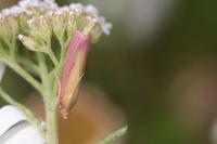 Oncocera semirubella