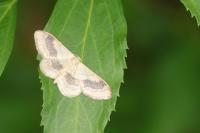 Idaea aversata