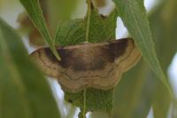 Idaea degeneraria