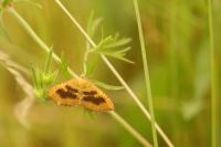 Camptogramma bilineata