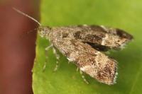 Anthophila fabriciana