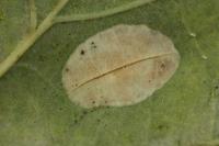Phyllonorycter quercifoliella