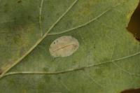 Phyllonorycter quercifoliella