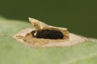 Phyllonorycter quercifoliella