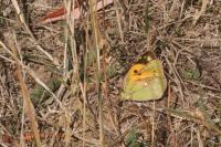 Colias crocea
