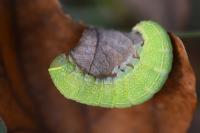 Pseudoips prasinanus