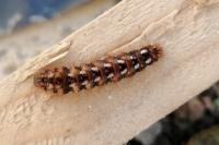 Acronicta rumicis