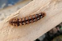 Acronicta rumicis