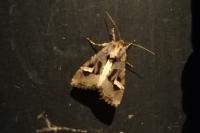 Trigonophora flammea