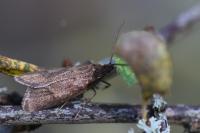 Diurnea lipsiella