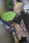 Diurnea lipsiella
