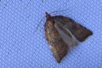 Acleris rhombana