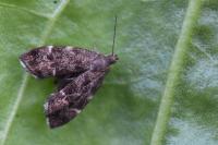 Anthophila fabriciana