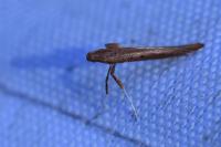 Caloptilia