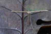 Emmelina monodactyla