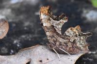 Polygonia c-album