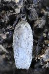 Agonopterix scopariella