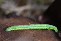Bupalus piniaria