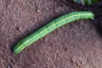 Bupalus piniaria