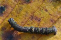 Opisthograptis luteolata