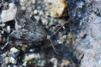 Anthophila fabriciana