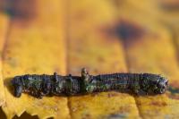 Opisthograptis luteolata