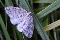 Epirrita