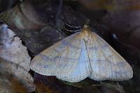 Phigaliohybernia aurantiaria
